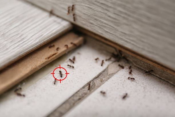 Pest Prevention Services in Hardinsburg, KY