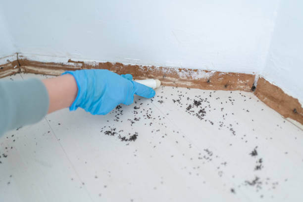 Best Residential Pest Control  in Hardinsburg, KY